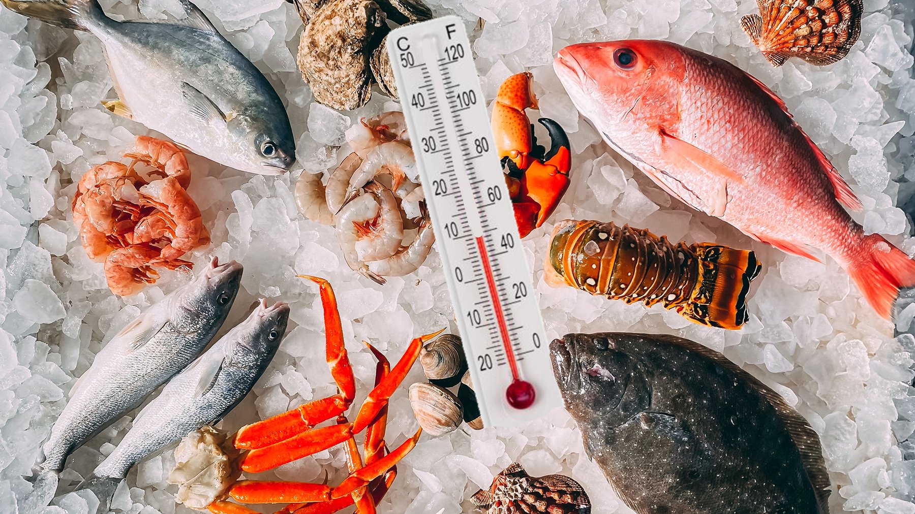 Verbeter de voedselveiligheid met Timestrip temperatuur indicatoren voor de seafood industrie